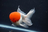 Thai Oranda  Red Cap 5 Inch (ID#1022To13a-49) Free2Day SHIPPING