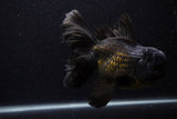 Giant Thai Oranda  Black 7.5 Inch (ID#0107T13a-112)