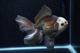 Thai Oranda  Panda 6 Inch (ID#1206To6b-103)