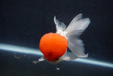 Thai Oranda  Red Cap 5 Inch (ID#1022To13a-49) Free2Day SHIPPING