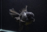 Giant Thai Oranda  Black 7.5 Inch (ID#0107T13a-112)