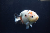 Milk Cow Ranchu  Calico 4.5 Inch (ID#1224R10c-84) Free2Day SHIPPING