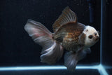 Thai Oranda  Panda 6 Inch (ID#1206To6b-103)