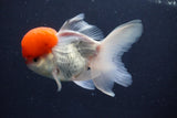 Thai Oranda  Red Cap 5 Inch (ID#1022To13a-49) Free2Day SHIPPING