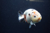 Milk Cow Ranchu  Calico 4.5 Inch (ID#1224R10c-84) Free2Day SHIPPING