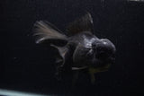 Giant Thai Oranda  Black 7.5 Inch (ID#0107T13a-112)