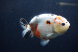 Milk Cow Ranchu  Calico 4.5 Inch (ID#1224R10c-84) Free2Day SHIPPING