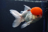 Thai Oranda  Red Cap 5 Inch (ID#1022To13a-49) Free2Day SHIPPING