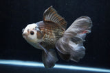 Thai Oranda  Panda 6 Inch (ID#1206To6b-103)