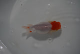 Tancho Lionchu  Red White 3.5 Inch (ID#1108R2c-79) Free2Day SHIPPING