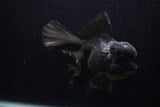 Giant Thai Oranda  Black 7.5 Inch (ID#0107T13a-112)