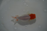 Tancho Lionchu  Red White 3.5 Inch (ID#1108R2c-79) Free2Day SHIPPING