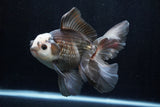 Thai Oranda  Panda 6 Inch (ID#1206To6b-103)