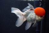 Thai Oranda  Red Cap 5 Inch (ID#1022To13a-49) Free2Day SHIPPING