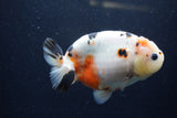 Milk Cow Ranchu  Calico 4.5 Inch (ID#1224R10c-84) Free2Day SHIPPING