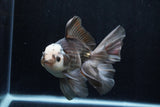 Thai Oranda  Panda 6 Inch (ID#1206To6b-103)