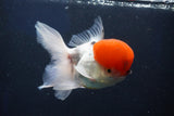 Thai Oranda  Red Cap 5 Inch (ID#1022To13a-49) Free2Day SHIPPING