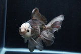 Thai Oranda  Panda 6 Inch (ID#1206To6b-103)