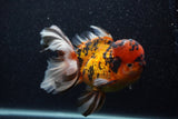 Giant Thai Oranda  Calico 7.5 Inch (ID#0107T13a-113)