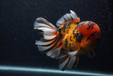 Giant Thai Oranda  Calico 7.5 Inch (ID#0107T13a-113)