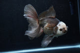 Thai Oranda  Panda 6 Inch (ID#1206To6b-103)