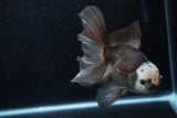 Thai Oranda  Panda 6 Inch (ID#1206To6b-103)