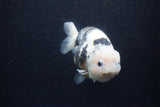 Milk Cow Ranchu  Calico 4.5 Inch (ID#1224R10c-85) Free2Day SHIPPING