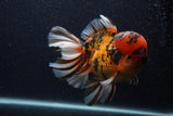 Giant Thai Oranda  Calico 7.5 Inch (ID#0107T13a-113)