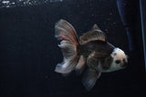 Thai Oranda  Panda 6 Inch (ID#1206To6b-103)