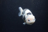 Milk Cow Ranchu  Calico 4.5 Inch (ID#1224R10c-85) Free2Day SHIPPING