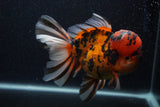 Giant Thai Oranda  Calico 7.5 Inch (ID#0107T13a-113)