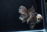 Thai Oranda  Panda 6 Inch (ID#1206To6b-103)