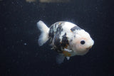 Milk Cow Ranchu  Calico 4.5 Inch (ID#1224R10c-85) Free2Day SHIPPING