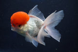 Thai Oranda  Red Cap 5 Inch (ID#1022To13a-49) Free2Day SHIPPING