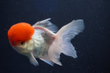 Thai Oranda  Red Cap 5 Inch (ID#1022To13a-49) Free2Day SHIPPING