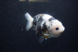 Milk Cow Ranchu  Calico 4.5 Inch (ID#1224R10c-85) Free2Day SHIPPING