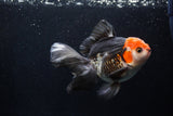 Thai Oranda  Tricolor 5.5 Inch (ID#1206To6b-104)