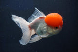 Thai Oranda  Red Cap 5 Inch (ID#1022To13a-49) Free2Day SHIPPING