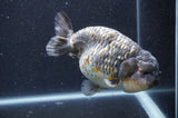 Jumbo Ranchu  Kirin 6 Inch (ID#411R6a-124)