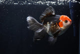 Thai Oranda  Tricolor 5.5 Inch (ID#1206To6b-104)