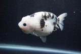 Milk Cow Ranchu  Calico 4.5 Inch (ID#1224R10c-85) Free2Day SHIPPING