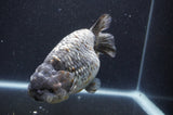 Jumbo Ranchu  Kirin 6 Inch (ID#411R6a-124)