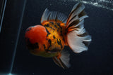 Giant Thai Oranda  Calico 7.5 Inch (ID#0107T13a-113)