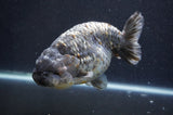 Jumbo Ranchu  Kirin 6 Inch (ID#411R6a-124)
