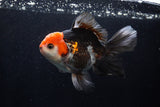 Thai Oranda  Tricolor 5.5 Inch (ID#1206To6b-104)