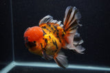 Giant Thai Oranda  Calico 7.5 Inch (ID#0107T13a-113)