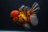 Giant Thai Oranda  Calico 7.5 Inch (ID#0107T13a-113)