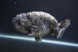 Jumbo Ranchu  Kirin 6 Inch (ID#411R6a-124)