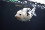 Milk Cow Ranchu  Calico 4.5 Inch (ID#1224R10c-85) Free2Day SHIPPING