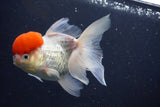 Thai Oranda  Red Cap 5 Inch (ID#1022To13a-50) Free2Day SHIPPING